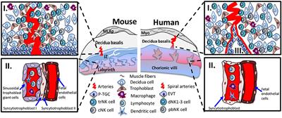 Uterine Natural Killer Cell Heterogeneity: Lessons From Mouse Models